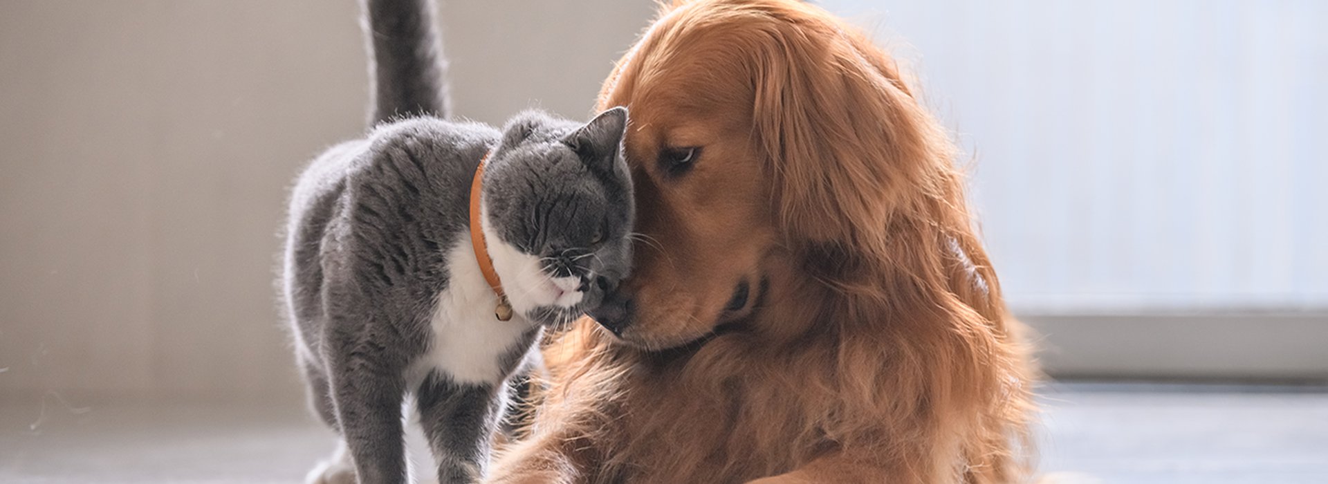 British-short-hair-cat-and-golden-retriever laying on the floor together